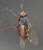 Lispocephala brachialis